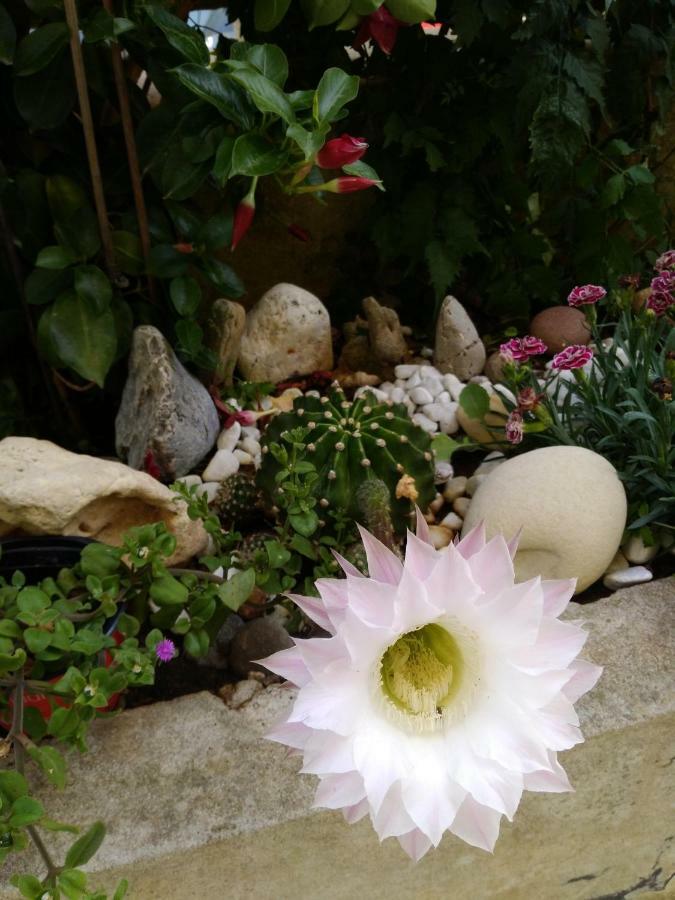 L'Hibiscus Di Lucia Villa อาลเกโร ภายนอก รูปภาพ